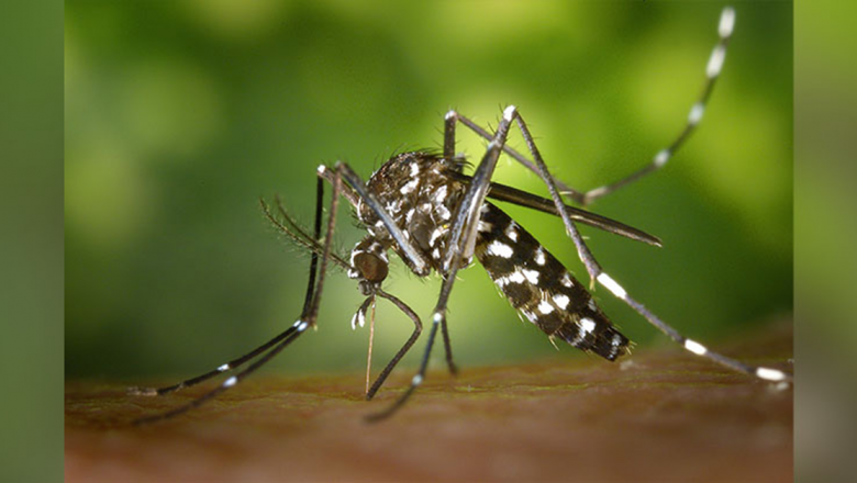 Edmonton eliminerer myggsprøyting fra luften, og vender fokus til naturlige kontrollmetoder – PCT