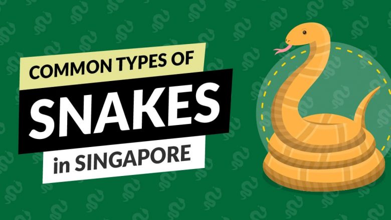 Udhëzuesi i plotë për parandalimin, trajtimin dhe kontrollin e gjarpërinjve në Singapor