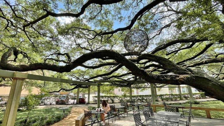 Fantastiske store levende eiker på Becks Prime i Houston