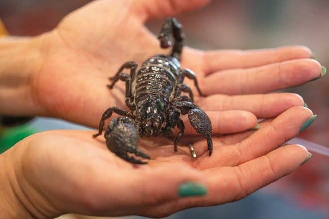 Ohio State’s Bugmobile bringer sin samling av levende insekter til nye målgrupper