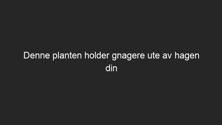 Denne planten holder gnagere ute av hagen din