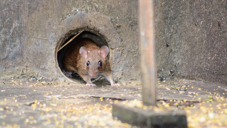 Effektive forebyggende tiltak mot mus og rotter i bygninger