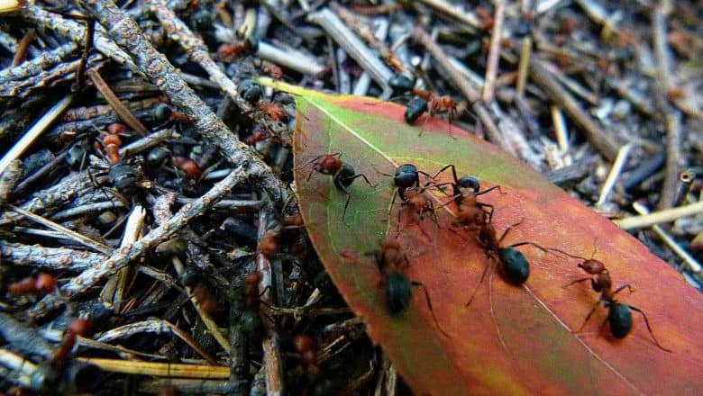 Kan maur skade hus?